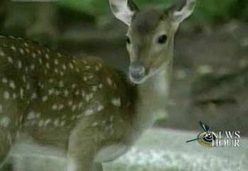 Formosa sika deer