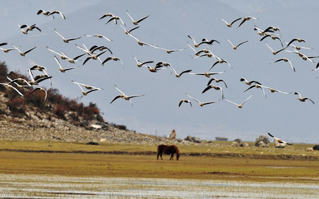 A flock of migratory birds fly over Napahai, a lake by forest in Tibetan, in Shangri-La county of Southwest China's Yunnan province November 5, 2008. Tens of thousands of wild birds wing their way to the Napahai to shy away from northern chilly winter. [Photo: Xinhua]
