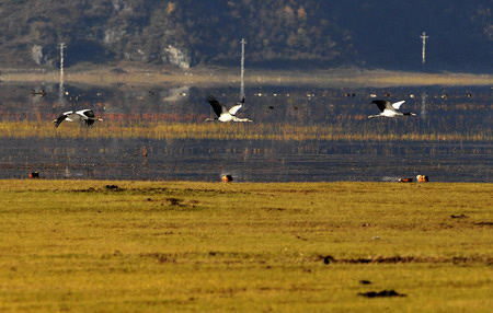 Three migratory birds fly over Napahai, a lake by forest in Tibetan, in Shangri-La county of Southwest China's Yunnan province November 5, 2008. Tens of thousands of wild birds wing their way to the Napahai to shy away from northern chilly winter. [Photo: Xinhua]