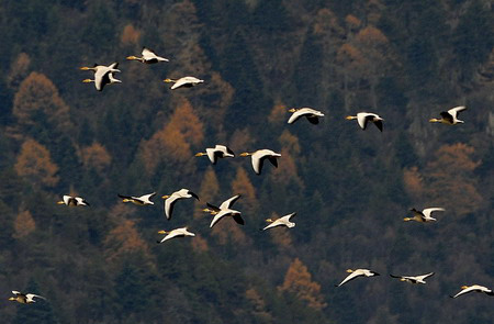 A flock of migratory birds fly over Napahai, a lake by forest in Tibetan, in Shangri-La county of Southwest China's Yunnan province November 5, 2008. Tens of thousands of wild birds wing their way to the Napahai to shy away from northern chilly winter. [Photo:Xinhua] 