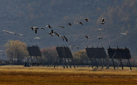 A flock of migratory birds fly over Napahai, a lake by forest in Tibetan, in Shangri-La county of Southwest China's Yunnan province November 5, 2008. Tens of thousands of wild birds wing their way to the Napahai to shy away from northern chilly winter. [Photo:Xinhua] 