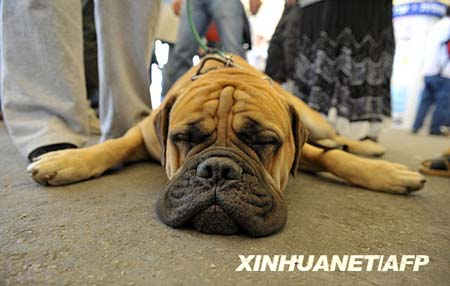 A dog takes a nap during a CACIB international dog show in the southern Israeli town of Arad.