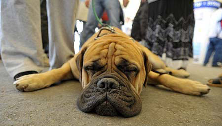 A dog takes a nap during a CACIB international dog show in the southern Israeli town of Arad, Nov. 8, 2008.[Xinhua/AFP]