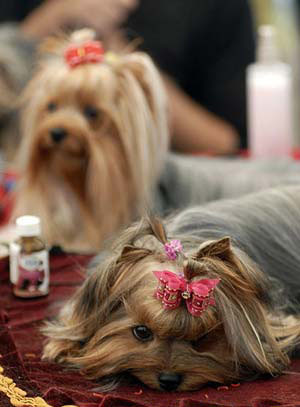 Two dogs are seen during a CACIB international dog show in the southern Israeli town of Arad, Nov. 8, 2008.[Xinhua/AFP]