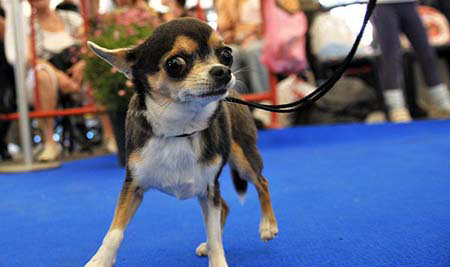 A dog is seen during a CACIB international dog show in the southern Israeli town of Arad, Nov. 8, 2008.[Xinhua/AFP]