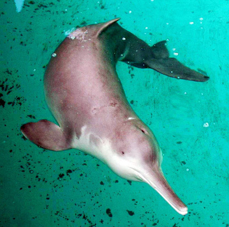 The Yangtze River dolphin was almost declared extinct in 2006 after an acoustic and visual survey of the river turned up nothing. [File Photo: People.com.cn] 