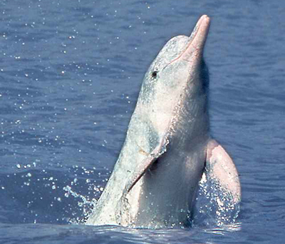 The Yangtze River dolphin was almost declared extinct in 2006 after an acoustic and visual survey of the river turned up nothing. [File photo]