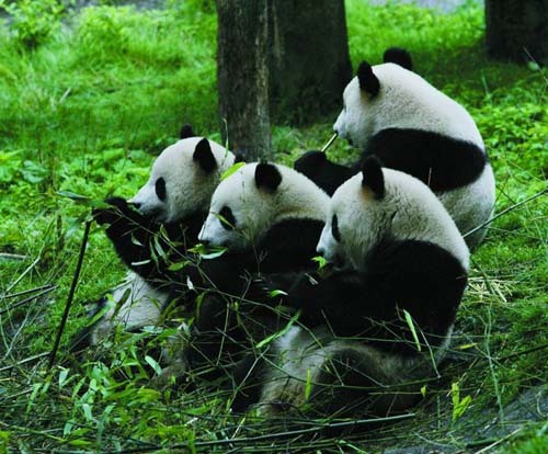 A file photo of giant pandas living at the Wolong Nature Reserve in southwest China's Sichuan Province.