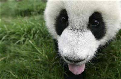 A panda cub sticks out its tongue after drinking a bowl of milk is seen at the Chengdu Research Base of Giant Panda Breeding in Chengdu, Sichuan province, April 17, 2008. [Agencies] 