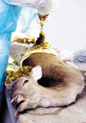Vets removed 2 kg of plastic bags from the stomach of an 8-year-old fallow deer in Tianjin last Friday after it had been ill for days.