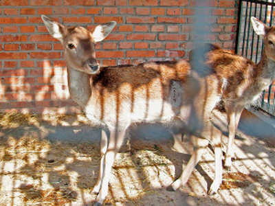 Vets removed 2 kg of plastic bags from the stomach of an 8-year-old fallow deer in Tianjin last Friday after it had been ill for days. The deer recovers well after the operation.