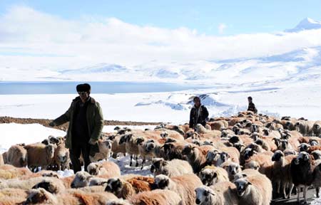 Tibetan shepherds herd their sheep home after a road blocked by snowstorms on October 26 was cleared by soldiers and relief workers on November 1, 2008. [Xinhua] 