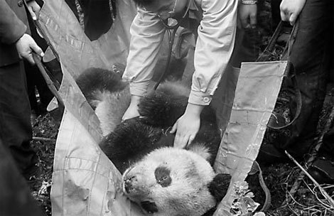 A sick giant panda being rescued recently from the wild by villagers at the quake-hit Wolong nature reserve in Sichuan Province.