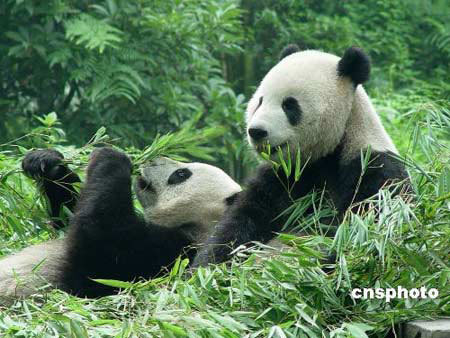 The panda pair, Tuan Tuan and Yuan Yuan, will arrive in Taiwan next month and be housed at the Taipei Mucha Zoo. [File Photo: cnsphoto]