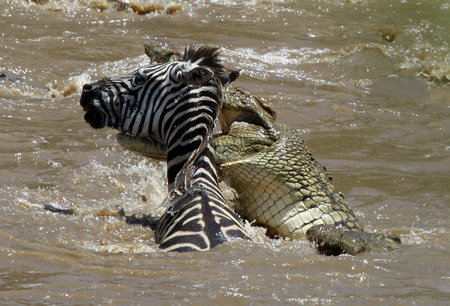 A crocodile bites a zebra's head as it crosses the Mara river in the Masai Mara game reserve, November 13, 2008. 