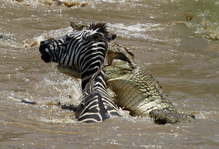 A crocodile bites a zebra's head as it crosses the Mara river in the Masai Mara game reserve, November 13, 2008.