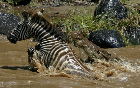 A crocodile attacks a zebra as she crosses the Mara river in the Masai Mara game reserve, November 13, 2008. 