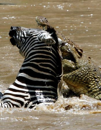 A crocodile bites a zebra's head as it crosses the Mara river in the Masai Mara game reserve, November 13, 2008. 