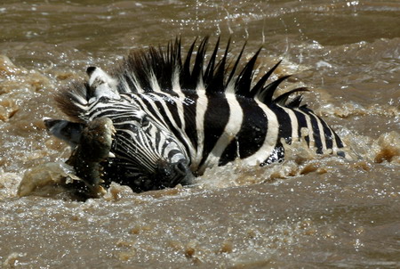 A crocodile bites a zebra's head as it crosses the Mara river in the Masai Mara game reserve, November 13, 2008. 