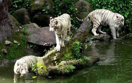 Malaysian Nordin Bin Montong jumped into the moat of the white tiger area. [Agencies] 