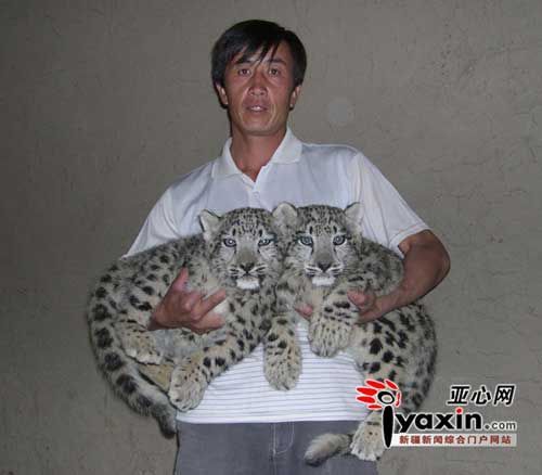 Snow leopard 2024 house cat