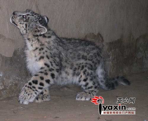 The photo shows one snow leopard raised by Zhang Peiwei, a herdman in the Xinjiang Uygur Autonomous Region. 