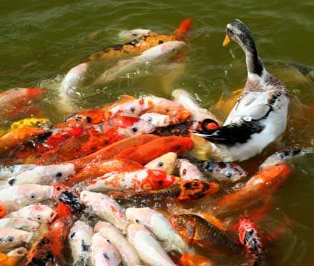 Swarms of carps surround and counterattack a duck in a park lake in Changsha, Hunan Province November 16, 2008. The duck attempted to attack a fish, and swarms of carps lunched a counterattack, and the duck fled away. 