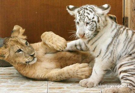 A white tiger cub and lion cub play together at Changzhou Zoo in Jiangsu province on Monday. Two pairs of the cat different species living in the same cage have attracted hoards of visitors lately. 