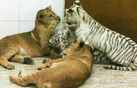 Two white tiger cubs and lion cubs play together at Changzhou Zoo in Jiangsu province on Monday. Two pairs of the cat different species living in the same cage have attracted hoards of visitors lately. 