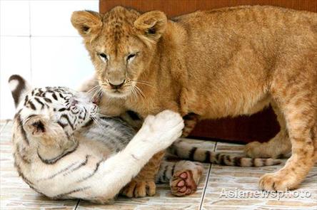 A white tiger cub and lion cub play together at Changzhou Zoo in Jiangsu province on Monday. Two pairs of the cat different species living in the same cage have attracted hoards of visitors lately. [Asianewsphoto] 