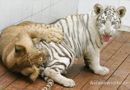 A white tiger cub and lion cub play together at Changzhou Zoo in Jiangsu province on Monday. Two pairs of the cat different species living in the same cage have attracted hoards of visitors lately. [Asianewsphoto] 