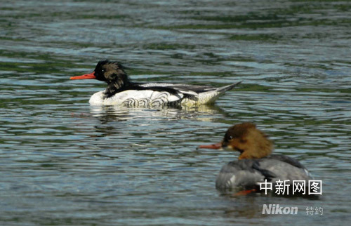 Scaly-sided Mergansers usually fly to the Songhua River to spend the winter.
