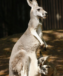 Kangaroo mother Naddel and her twin joeys enjoy the sun in their enclosure at the Zoo in Hanover April 25, 2007. Australia's kangaroos are genetically similar to humans and may have first evolved in China, Australian researchers said yesterday. (Xinhua/Reuters photo)