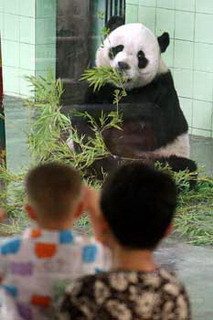 A boy and his grandmother admire one of the two new pandas Zhuang Zhuang and Peng Peng on August 6, 2008 at Shanghai Zoo. Both arrived on a four-year-loan from Wolong Panda Research Center to mark the 2007 Special Olympics and 2010 World Expo, and met the public. (Shanghai Daily photo)