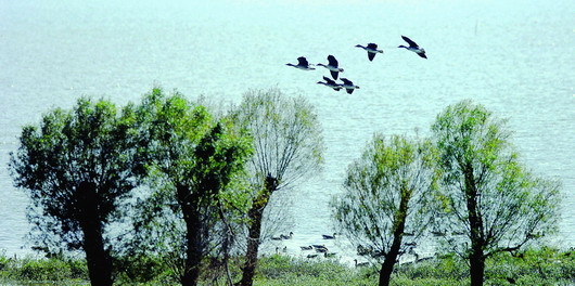 About 100,000 migratory birds that are wintering at China's second-largest freshwater lake, Dongting, face famine as the water keeps rising instead of dropping as it usually does during the winter.
