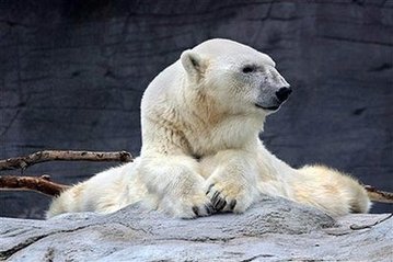This photo released by the Assiniboine Park Zoo shows Debby the polar bear. Debby, the world's oldest polar bear, orphaned as a cub in the cold Russian north and raised in captivity, has died aged 42 after thrilling millions of visitors to a Canadian zoo, officials said. [Agencies]