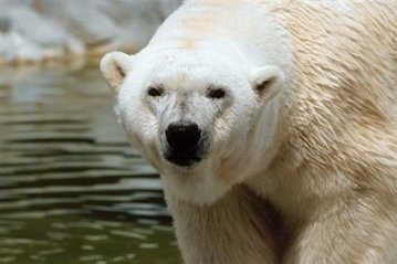 This undated photo released by of the City of Winnipeg shows Debby the polar bear at the Assiniboine Park Zoo. Debby, the world's oldest polar bear, orphaned as a cub in the cold Russian north and raised in captivity, has died aged 42 after thrilling millions of visitors to a Canadian zoo, officials said. [Agencies]