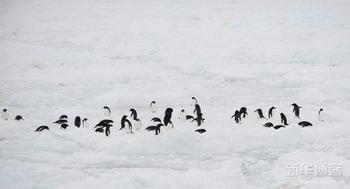 Antarctica animals