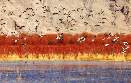 Migratory birds fly above the Lhasa River wetland in southwest China's Tibet Autonomous Region, Nov. 26, 2008. Tens of thousands of migratory birds have flown to the Lhasa River wetland recently to spend their winter days. [Xinhua]