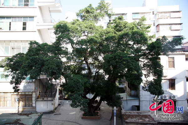This banyan tree in Chung Ying Street is 116 years old. [Yang Nan/China.org.cn]