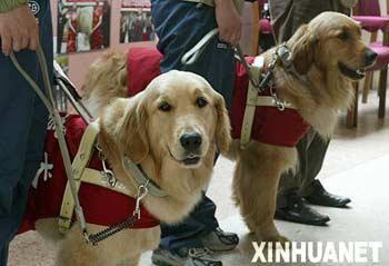 Guide dogs are trained to assist visually impaired people. 
