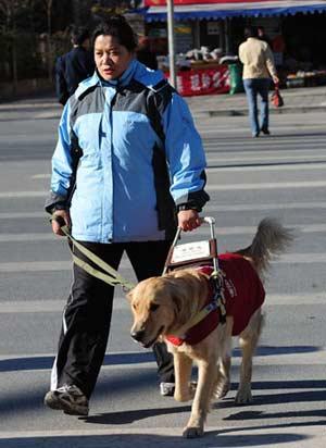 Guide dogs are trained to assist visually impaired people. 