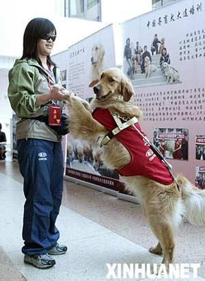 Guide dogs are trained to assist visually impaired people.