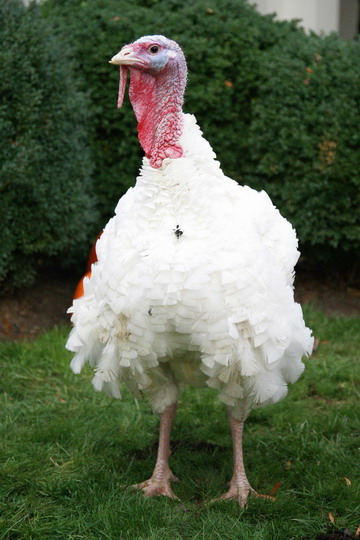 Pumpkin, the 2008 national Thanksgiving turkey, is pictured before being pardoned by US President George W. Bush during a ceremony in the Rose Garden of the White House in Washington, November 26, 2008. 