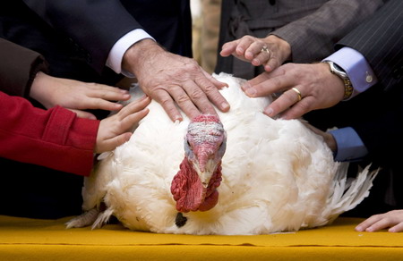 'Pumpkin', the National Thanksgiving Turkey, is surrounded by hands moments after US President George W. Bush pardoned him in the Rose Garden of the White House, November 26, 2008. Pumpkin will travel to Disneyland later today to participate in the Thanksgiving Day Parade in California. 