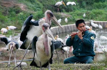 Animal keeper Lv Rubin blows a flute as he prepares to feed the birds in Chongqing Wildlife Park, southwest China's Chongqing municipality November 26, 2008. Lv has added the music into his everyday feeding task for over 1,000 birds in the park since September. 