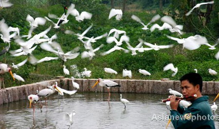 Animal keeper Lv Rubin blows a flute as he prepares to feed the birds in Chongqing Wildlife Park, southwest China's Chongqing municipality November 26, 2008. Lv has added the music into his everyday feeding task for over 1,000 birds in the park since September. 