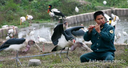 Animal keeper Lv Rubin blows a flute as he prepares to feed the birds in Chongqing Wildlife Park, southwest China's Chongqing municipality November 26, 2008. Lv has added the music into his everyday feeding task for over 1,000 birds in the park since September. 