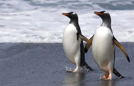 There are known to be several gay penguin couples in zoos across the world. [China Daily via Agencies] 