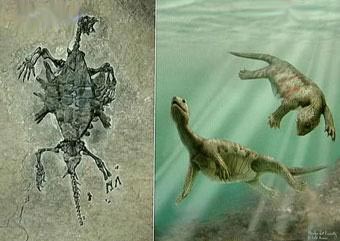 The question of whether turtles first appeared on land or in water, remains a mystery.